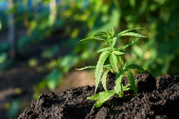 Cannabis leaves on marijuana plant, controls the harvest of marijuana. Hemp cultivation. Cannabis concept CBD oil, medical extract