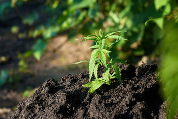 Cannabis leaves on marijuana plant, controls the harvest of marijuana. Hemp cultivation. Cannabis concept CBD oil, medical extract