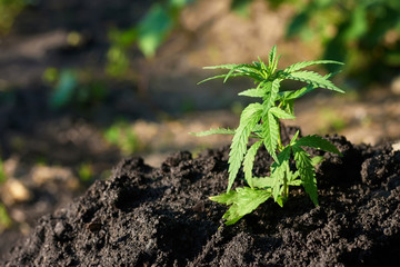 Cannabis leaves on marijuana plant, controls the harvest of marijuana. Hemp cultivation. Cannabis concept CBD oil, medical extract