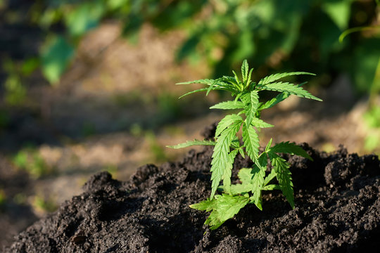 Cannabis leaves on marijuana plant, controls the harvest of marijuana. Hemp cultivation. Cannabis concept CBD oil, medical extract