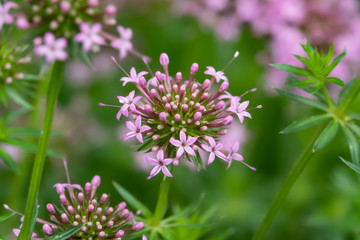 Caucasian Crosswort Flowers in Bloom in Springtime