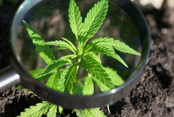 Hemp cultivation. Cannabis concept CBD oil, medical extract. Green leaves marijuana on cannabis...