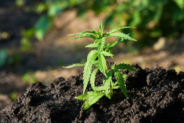 Marijuana industrial plantation. Cannabis medical concept CBD oil, medical extract. Green leaves hemp plant