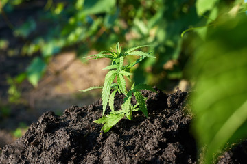 Marijuana industrial plantation. Cannabis medical concept CBD oil, medical extract. Green leaves hemp plant