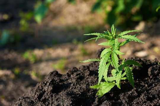 Marijuana industrial plantation. Cannabis medical concept CBD oil, medical extract. Green leaves hemp plant