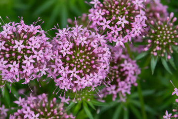 Caucasian Crosswort Flowers in Bloom in Springtime