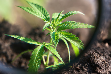 Hemp cultivation. Cannabis concept CBD oil, medical extract. Green leaves marijuana on cannabis plant, controls the harvest of marijuana