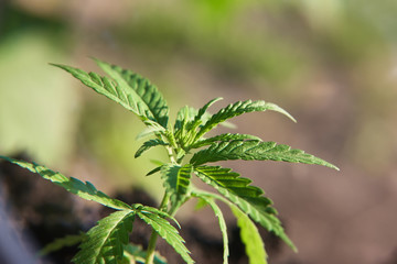 Hemp industrial plantation. Cannabis concept CBD oil, medical extract. Green leaves marijuana on cannabis plant, controls the harvest of marijuana cultivation