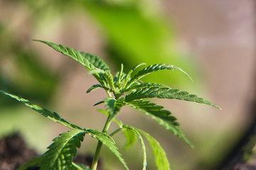 Hemp cultivation. Cannabis concept CBD oil, medical extract. Green leaves marijuana on cannabis plant, controls the harvest of marijuana