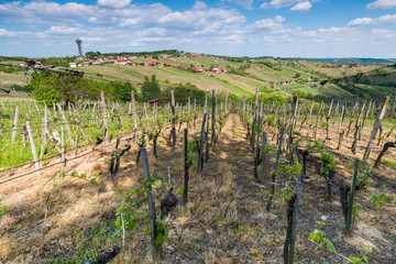 Fototapeta na wymiar Vineyards and hills in Lendavske Gorice in South Slovenia