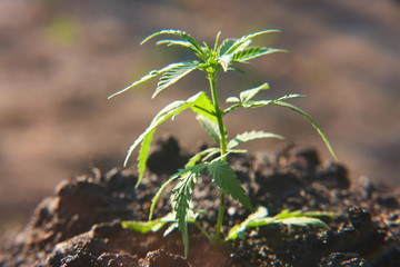 Hemp industrial plantation. Cannabis medical concept CBD oil, medical extract. Green leaves marijuana plant