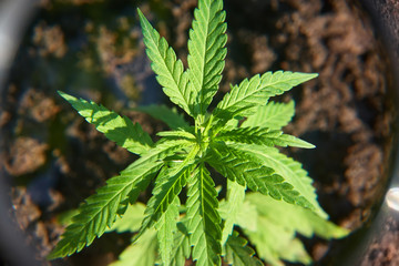 Hemp industrial plantation. Cannabis medical concept CBD oil, medical extract. Green leaves marijuana plant