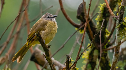 Flavescent Bulbul perching on perch and puffing up plumage