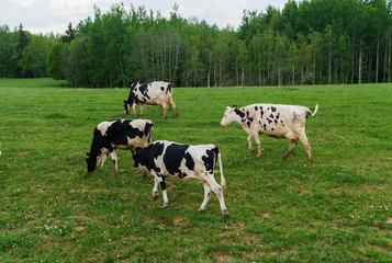 Black and white cows graze and eat grass on the field.