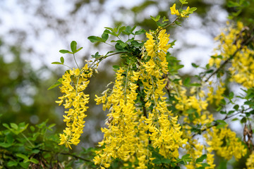Yellow flowers of Laburnum anagyroides, the common laburnum, golden chain or golden rain, in full bloom in a sunny spring garden