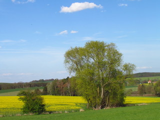 Peaceful landscape with willow, meadow and rapeseed field, rural scenery
