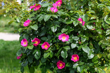 Bush of pink magenta roses in full bloom with fresh green leaves, in a sunny summer garden