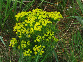 Euphorbia cyparissias, english cypress spurge, yellow blooming poisonous plant, wild plant