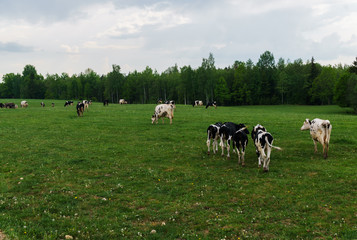 Fototapeta na wymiar Black and white cows graze and eat grass on the field.