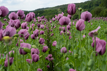 Wintermohn in Reihe mit lila Blüte