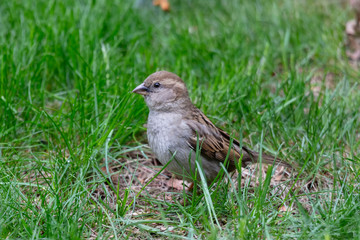  House sparrow (Passer domesticus),female on the grass.