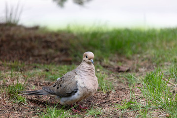 Mourning dove (Zenaida macroura) on agreen grass. Natural scene from Wisconsin.