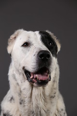 Central Asian Shepherd Dog on a gray background