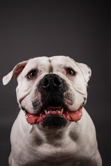 Bully dog portrait on a dark grey background