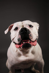 Bully dog portrait on a dark grey background