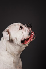 Obraz premium Bully dog portrait on a dark grey background