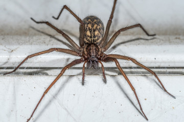 Große Winkelspinne (Tegenaria) an Rolladen