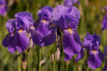 Picturesque views of blooming purple irises.