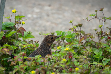 Eurasian Blackbird in Springtime