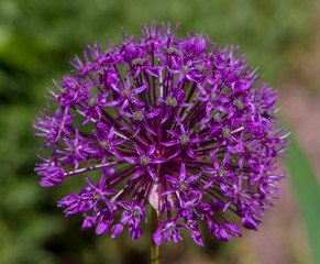 Bright purple flower on a green blurry background. Blooming onions close-up.