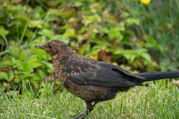 Eurasian Blackbird in Springtime