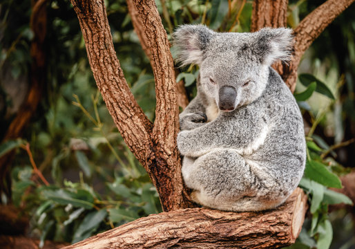 Close up of koala sitting on the tree with copy space