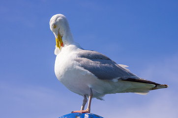 Silbermöwe (Larus argentatus) putzt sich