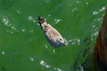 In grünem Wasser: Silbermöwe von oben  (Larus argentatus)