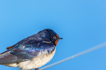 Close up of a swallow sitting on a wire