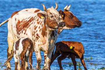 Cows with calves at the waters edge