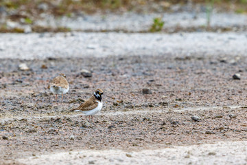 Two Little ringed plover in summer