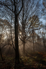 Fototapeta na wymiar Morning sunlight in the forest. Foggy. Limburg Netherlands