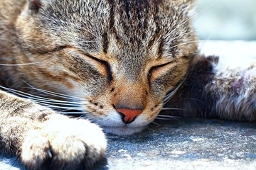Sleeping cat after a hearty meal. It's called LOLA.
