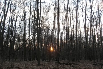 the last ray of the sun