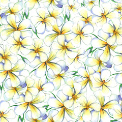 Hand drawn watercolor illustration of plumeria flowers - seamless pattern with multiple flowers