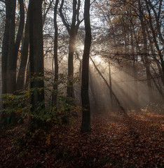 Morning sunlight in the forest. Foggy. Limburg Netherlands