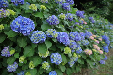 飛鳥山公園の紫陽花