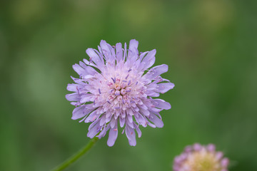 Field Scabious Flowers in Bloom in Springtime