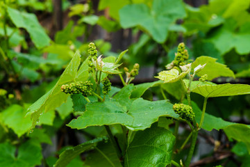 Small green grape ovaries in the garden after the rain.