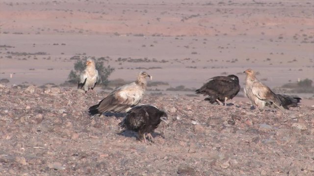 Egyptian Vulture, flock in feeding station, Sde boker, Negev